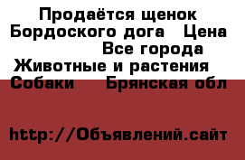 Продаётся щенок Бордоского дога › Цена ­ 37 000 - Все города Животные и растения » Собаки   . Брянская обл.